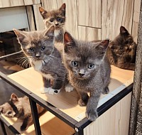 Chatons