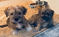 Schnauzer