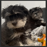 schnauzer x shih Tzu